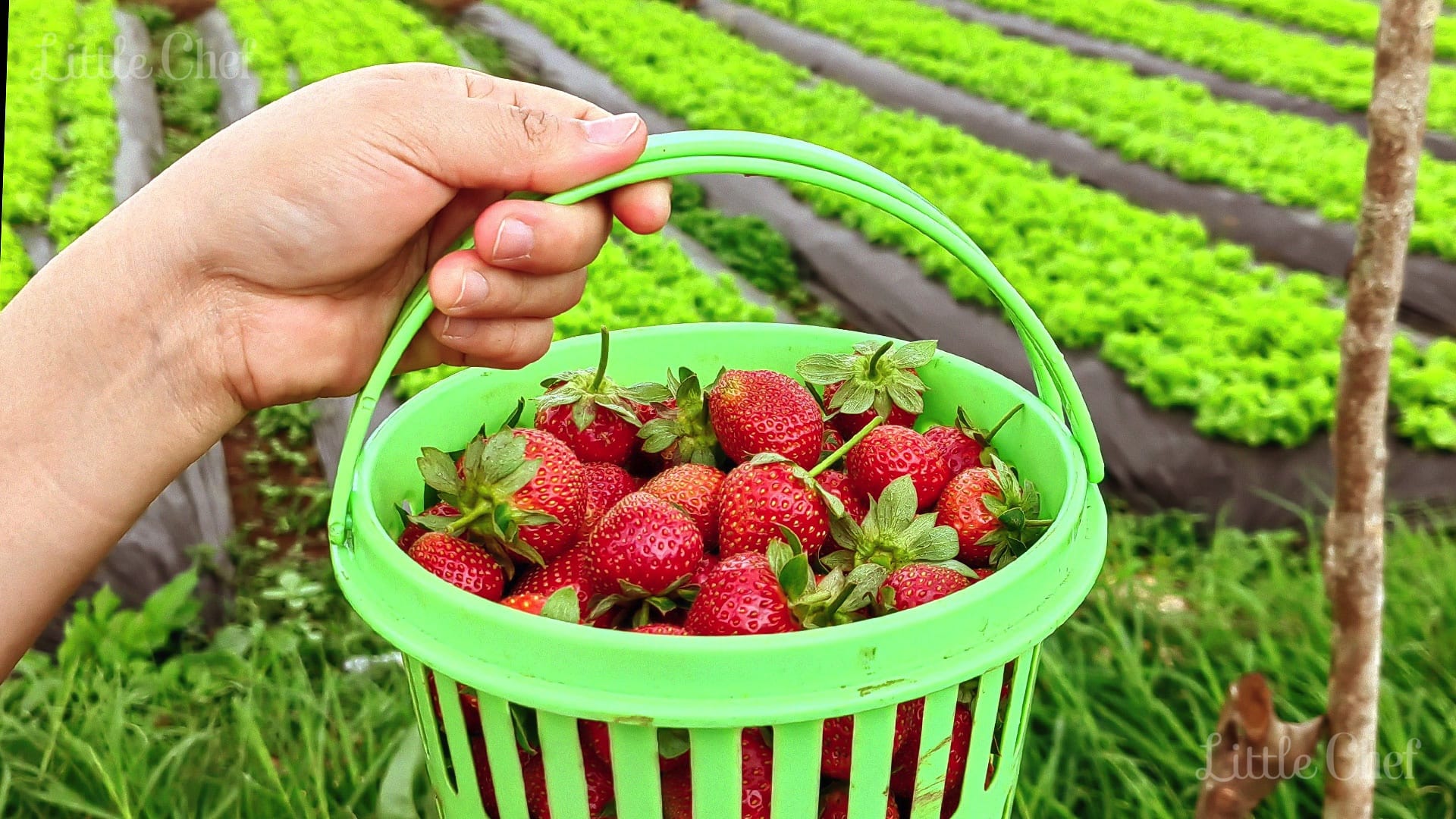 a person holding a basket full of strawberries.